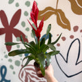 Vriesea ‘Twinkle’ - Flaming Sword Bromeliad - Sprouts of Bristol