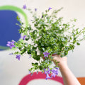 Wall Bellflower - Campanula portenschlagiana 'Catharina' - British Grown - Sprouts of Bristol