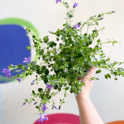 Wall Bellflower - Campanula portenschlagiana 'Catharina' - British Grown - Sprouts of Bristol