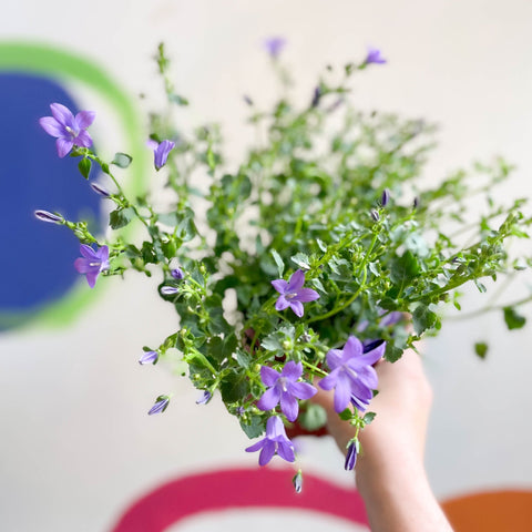 Wall Bellflower - Campanula portenschlagiana 'Catharina' - British Grown - Sprouts of Bristol