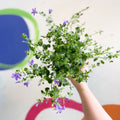 Wall Bellflower - Campanula portenschlagiana 'Catharina' - British Grown - Sprouts of Bristol