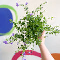 Wall Bellflower - Campanula portenschlagiana 'Catharina' - British Grown - Sprouts of Bristol