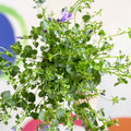 Wall Bellflower - Campanula portenschlagiana 'Catharina' - British Grown - Sprouts of Bristol