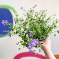 Wall Bellflower - Campanula portenschlagiana 'Catharina' - British Grown - Sprouts of Bristol