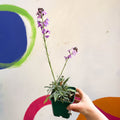 Wallflower - Erysimum 'Bowles's Mauve' - Cotswold Grown Perennial - Sprouts of Bristol