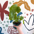 Wasabi Japonica 'Mephisto Green' - Cotswolds Grown Culinary Herbs - Sprouts of Bristol