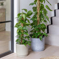 Wesley Marble Planter - Sprouts of Bristol