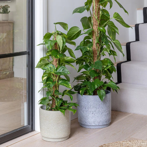 Wesley Marble Planter - Sprouts of Bristol