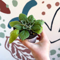 Whirlpool Plant - Petrocosmea 'Asa Blue' - Welsh Grown - Sprouts of Bristol