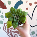 Whirlpool Plant - Petrocosmea 'Asa Blue' - Welsh Grown - Sprouts of Bristol