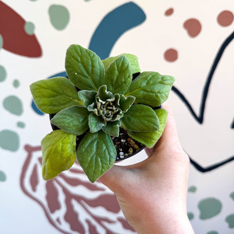 Whirlpool Plant - Petrocosmea 'Asa Blue' - Welsh Grown - Sprouts of Bristol