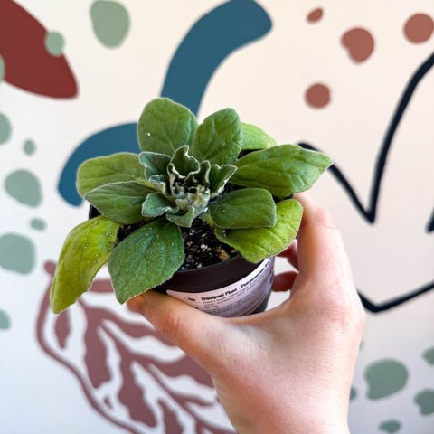 Whirlpool Plant - Petrocosmea 'Asa Blue' - Welsh Grown - Sprouts of Bristol