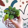 Whirlpool Plant - Petrocosmea 'Asa Blue' - Welsh Grown - Sprouts of Bristol