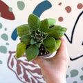 Whirlpool Plant - Petrocosmea 'Asa Blue' - Welsh Grown - Sprouts of Bristol