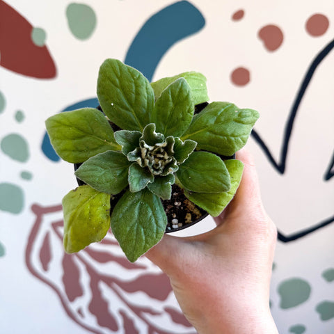Whirlpool Plant - Petrocosmea 'Asa Blue' - Welsh Grown - Sprouts of Bristol
