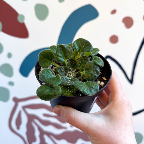 Whirlpool Plant - Petrocosmea barbata 'Marion King' - Welsh Grown - Sprouts of Bristol