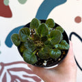 Whirlpool Plant - Petrocosmea barbata 'Marion King' - Welsh Grown - Sprouts of Bristol