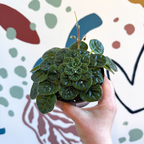 Whirlpool Plant - Petrocosmea 'Currant Bun' - Welsh Grown - Sprouts of Bristol