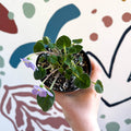 Whirlpool Plant - Petrocosmea formosa 'Crug's Capricious' - Welsh Grown - Sprouts of Bristol