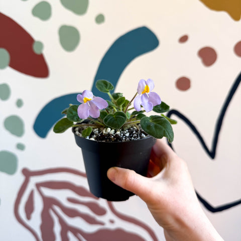 Whirlpool Plant - Petrocosmea formosa 'Crug's Capricious' - Welsh Grown - Sprouts of Bristol