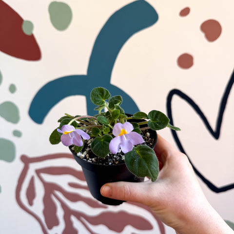 Whirlpool Plant - Petrocosmea formosa 'Crug's Capricious' - Welsh Grown - Sprouts of Bristol
