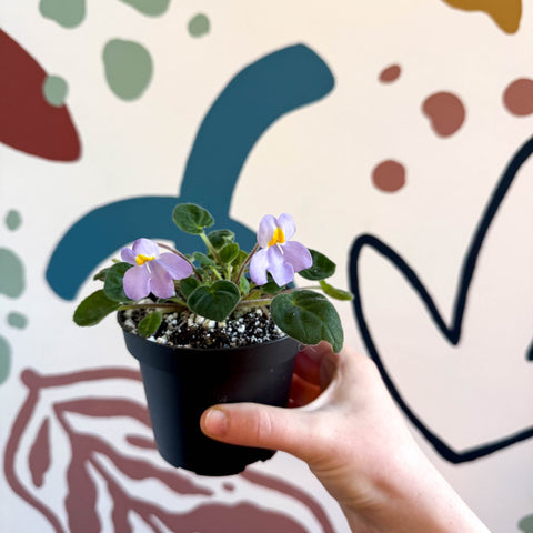 Whirlpool Plant - Petrocosmea formosa 'Crug's Capricious' - Welsh Grown - Sprouts of Bristol