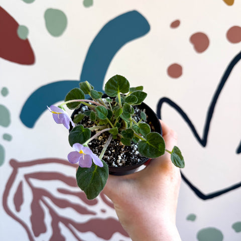 Whirlpool Plant - Petrocosmea formosa 'Crug's Capricious' - Welsh Grown - Sprouts of Bristol
