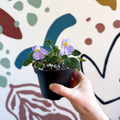 Whirlpool Plant - Petrocosmea formosa 'Crug's Capricious' - Welsh Grown - Sprouts of Bristol