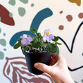 Whirlpool Plant - Petrocosmea formosa 'Crug's Capricious' - Welsh Grown - Sprouts of Bristol