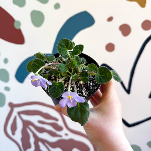 Whirlpool Plant - Petrocosmea formosa 'Crug's Capricious' - Welsh Grown - Sprouts of Bristol