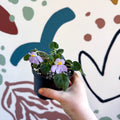 Whirlpool Plant - Petrocosmea formosa 'Crug's Capricious' - Welsh Grown - Sprouts of Bristol