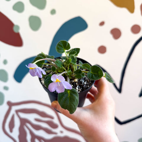 Whirlpool Plant - Petrocosmea formosa 'Crug's Capricious' - Welsh Grown - Sprouts of Bristol