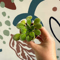 Whirlpool Plant - Petrocosmea iodioides - Welsh Grown - Sprouts of Bristol