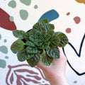Whirlpool Plant - Petrocosmea 'Keystone's Barnswallow' - Welsh Grown - Sprouts of Bristol