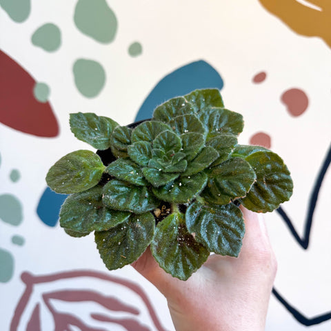 Whirlpool Plant - Petrocosmea 'Keystone's Barnswallow' - Welsh Grown - Sprouts of Bristol