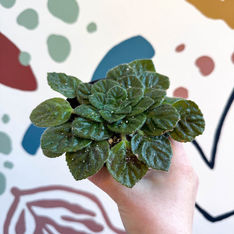 Whirlpool Plant - Petrocosmea 'Keystone's Barnswallow' - Welsh Grown - Sprouts of Bristol