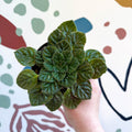 Whirlpool Plant - Petrocosmea 'Keystone's Barnswallow' - Welsh Grown - Sprouts of Bristol