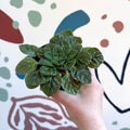 Whirlpool Plant - Petrocosmea 'Keystone's Barnswallow' - Welsh Grown - Sprouts of Bristol