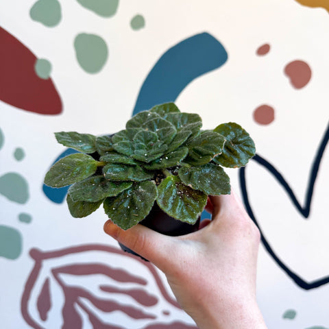 Whirlpool Plant - Petrocosmea 'Keystone's Barnswallow' - Welsh Grown - Sprouts of Bristol