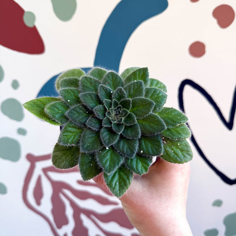 Whirlpool Plant - Petrocosmea 'Keystone's Belmont' - Welsh Grown - Sprouts of Bristol
