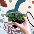 Whirlpool Plant - Petrocosmea 'Keystone's Belmont' - Welsh Grown - Sprouts of Bristol