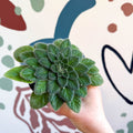 Whirlpool Plant - Petrocosmea 'Keystone's Belmont' - Welsh Grown - Sprouts of Bristol
