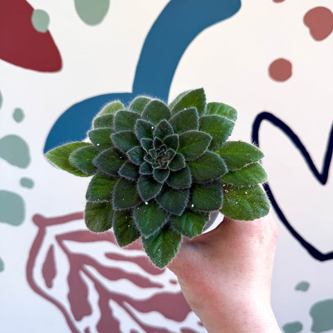 Whirlpool Plant - Petrocosmea 'Keystone's Belmont' - Welsh Grown - Sprouts of Bristol