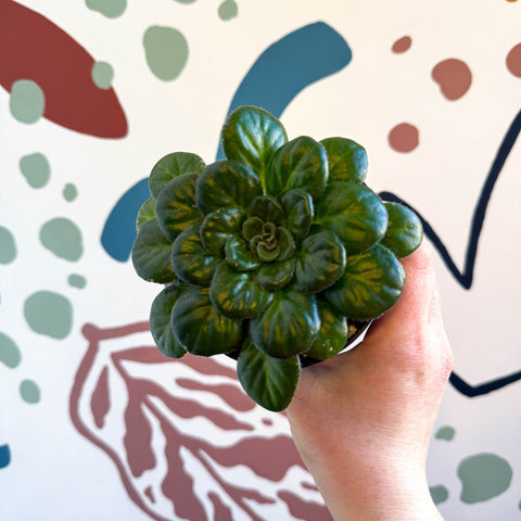 Whirlpool Plant - Petrocosmea rotundifolia smooth - Welsh Grown - Sprouts of Bristol