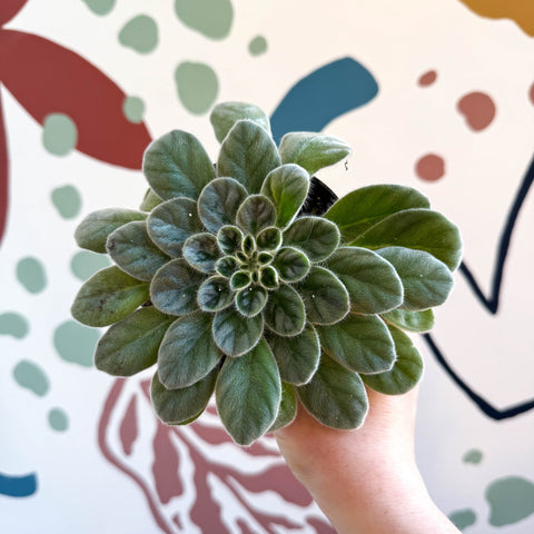 Whirlpool Plant - Petrocosmea sericea - Welsh Grown - Sprouts of Bristol