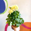 White Dahlia - Dahlia 'Dahlietta Shirley' - British Grown - Sprouts of Bristol