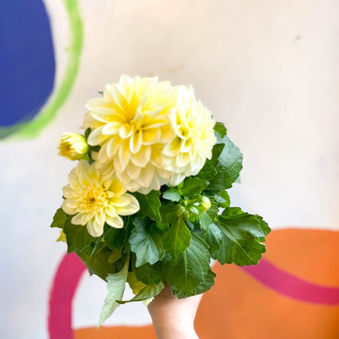 White Dahlia - Dahlia 'Dahlietta Shirley' - British Grown - Sprouts of Bristol