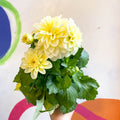 White Dahlia - Dahlia 'Dahlietta Shirley' - British Grown - Sprouts of Bristol