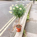 White Marguerite Daisy Standard Tree - Argyranthemum frutescens - Sprouts of Bristol