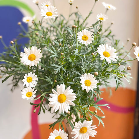White Marguerite Daisy Standard Tree - Argyranthemum frutescens - Sprouts of Bristol